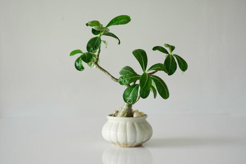 Green Plant on White Ceramic Pot