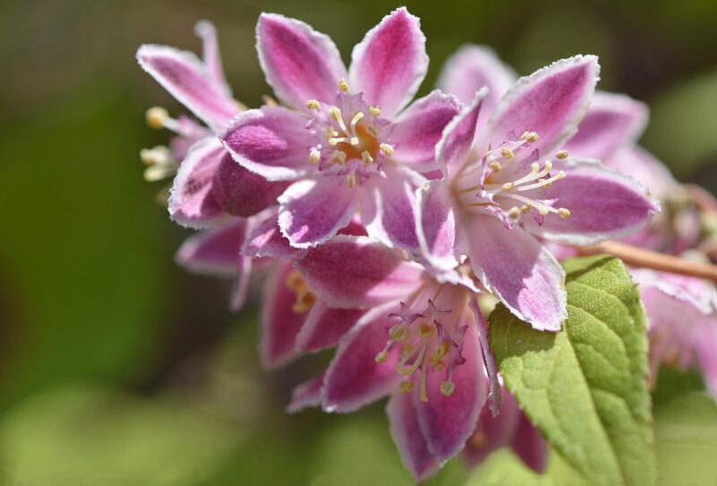 flowers, branch, deutzia, pink, nature, beautiful flowers, garden, flower background, spring, deutzia, deutzia, deutzia, flower wallpaper, deutzia, deutzia