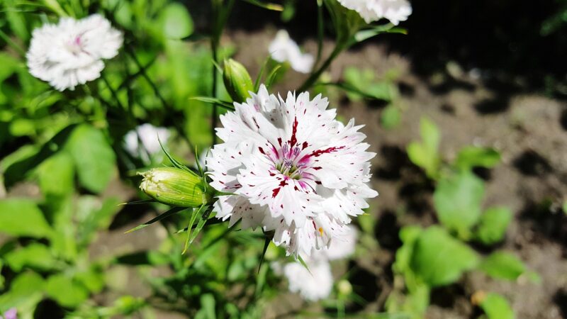 dianthus, carnation, nature, sweet william, dianthus white, dianthuses, carnations, sweet william flower, dianthus flower, dianthus plant, carnation flower, dianthus perennial, dianthus images, white carnations, flower background, white dianthus, perennial dianthus, beautiful flowers, sweet william dianthus, dianthus carnation, dianthus pictures, carnation plants, white, flower, flower wallpaper, garden, plant, pink