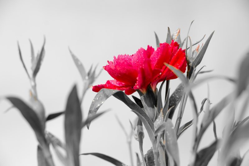 dianthus, pink, winter flowers