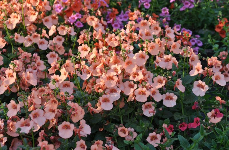 diascia, coral bells, summer, garden, balcony, blossom, bloom, flower, plant, salmon, diascia, diascia, diascia, diascia, diascia