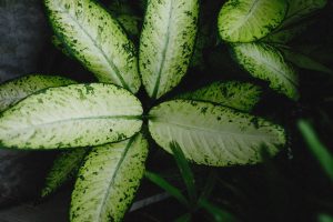 Propagating Dieffenbachia