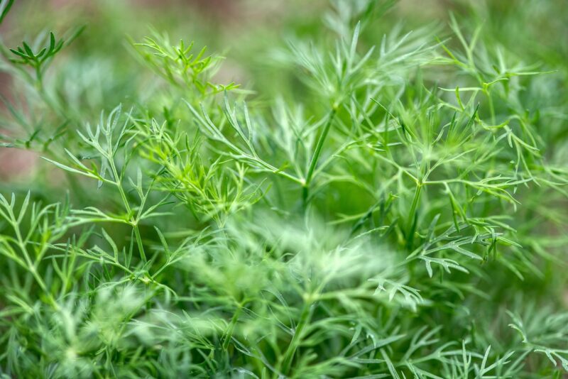 dill, cucumber, dill herb, anethum, umbelliferae, fresh, herb garden, salad seasoning, vitamins, dill, dill, dill, dill, dill