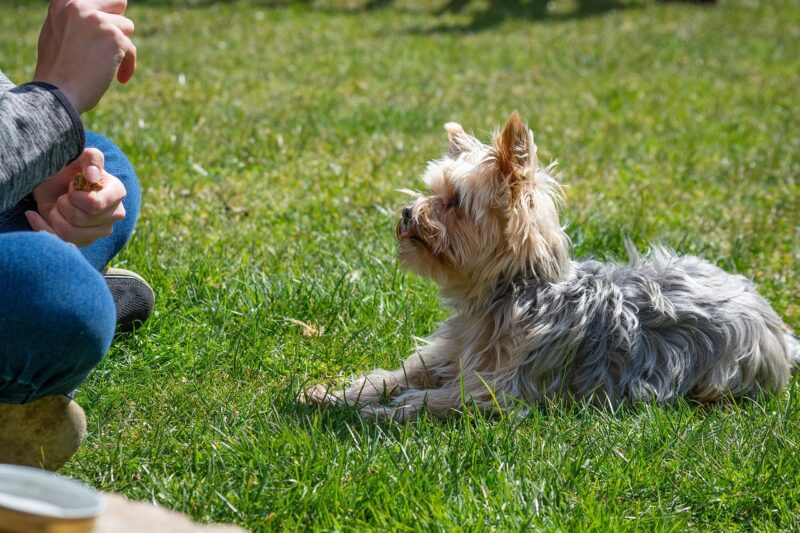 dog, nature, dog training, city square, training, education, meadow, outdoors, small dog, yorkie, yorkshire terrier, pet, animal, domestic animal