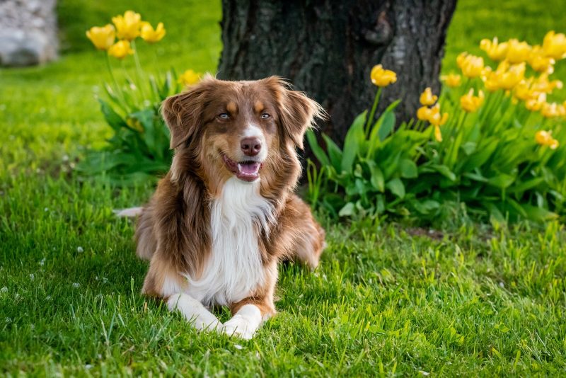 australian shepherd, dog, domestic animal