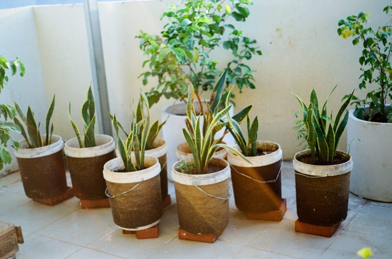 Potted Green Plants