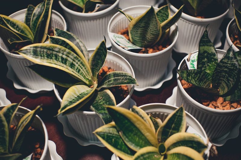 Succulent Plants In White Posts