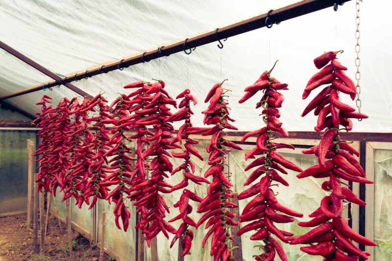 Vibrant red chili peppers hanging to dry in a greenhouse setting.