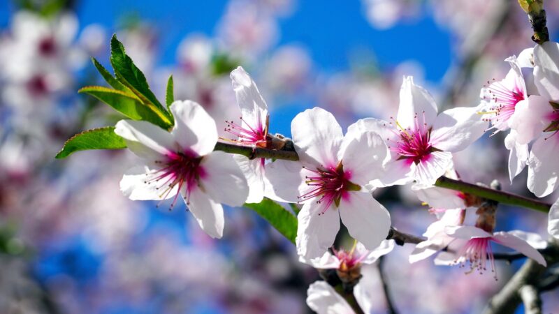 flowers, almond tree, almond, mandelbaeumchen, flowering twig, beautiful flowers, blossom, flower wallpaper, spring, flower background, nature, almond tree, almond tree, almond, almond, almond, almond, almond