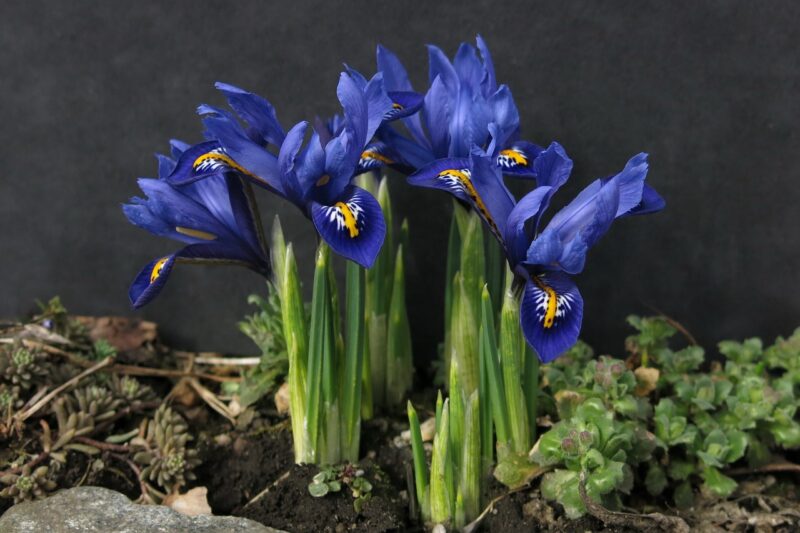 dwarf iris, iris, sword lily family