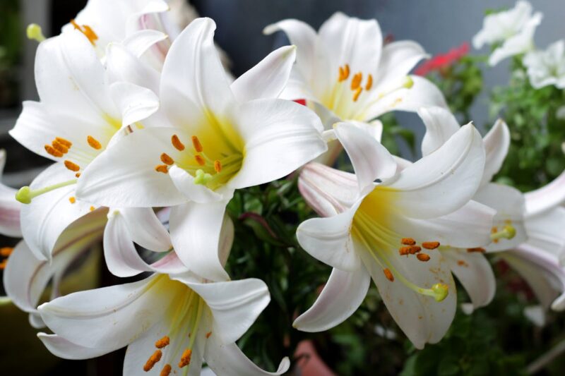 Vibrant close-up of blooming white lilies showcasing delicate petals and vivid pollen.