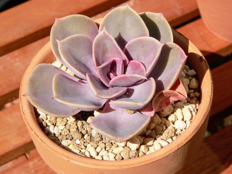 succulent plants, echeveria, beautiful flowers