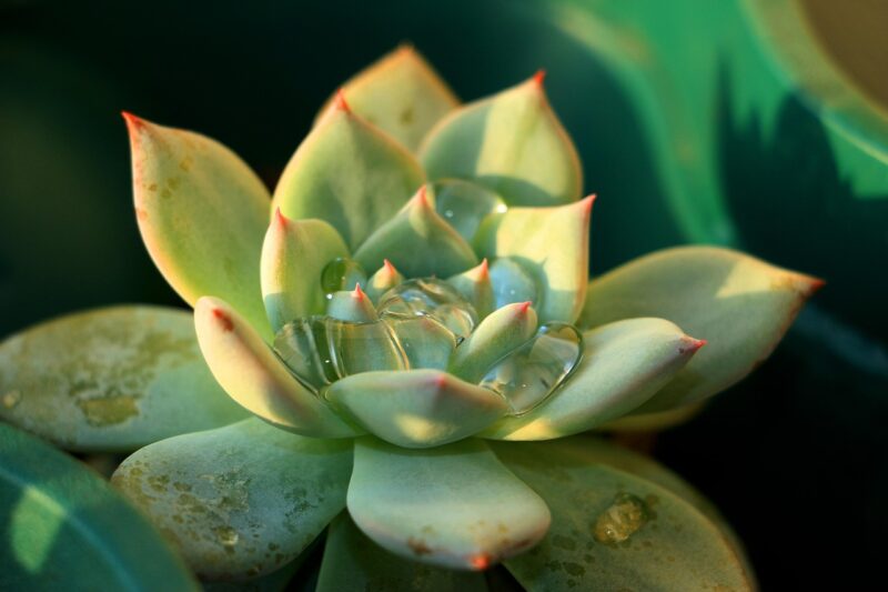 echeveria, agavoide, green, natural, plant, nature, garden