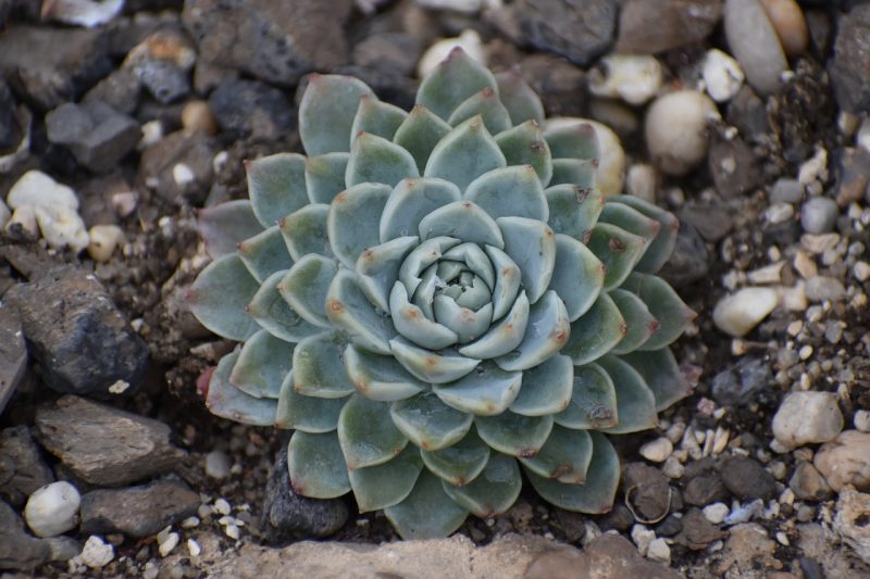 echeveria, succulent, plant