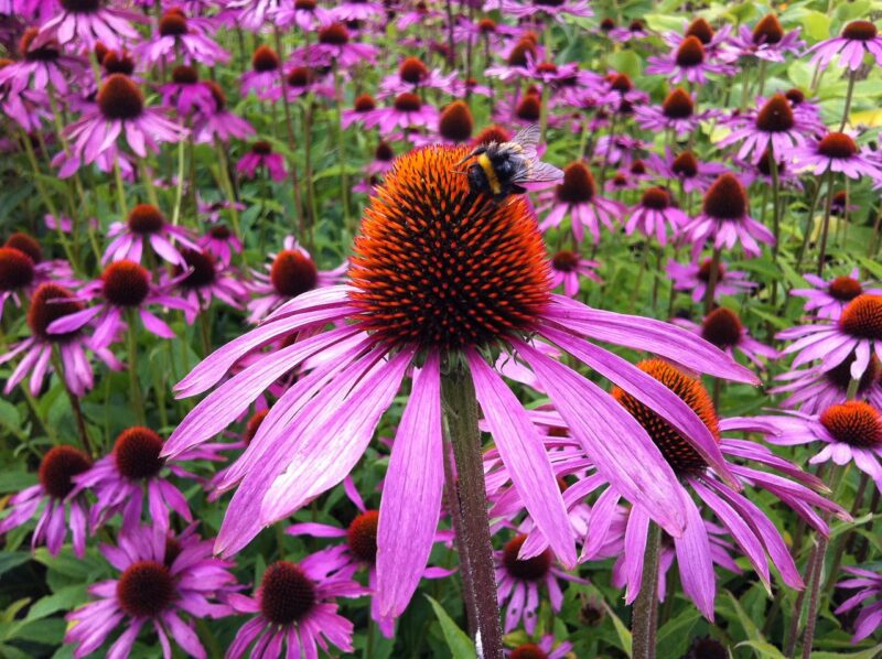 echinacea, flower, coneflower