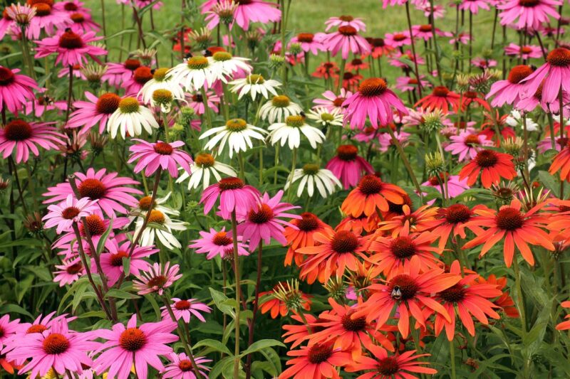 purple coneflower, echinacea, flowers