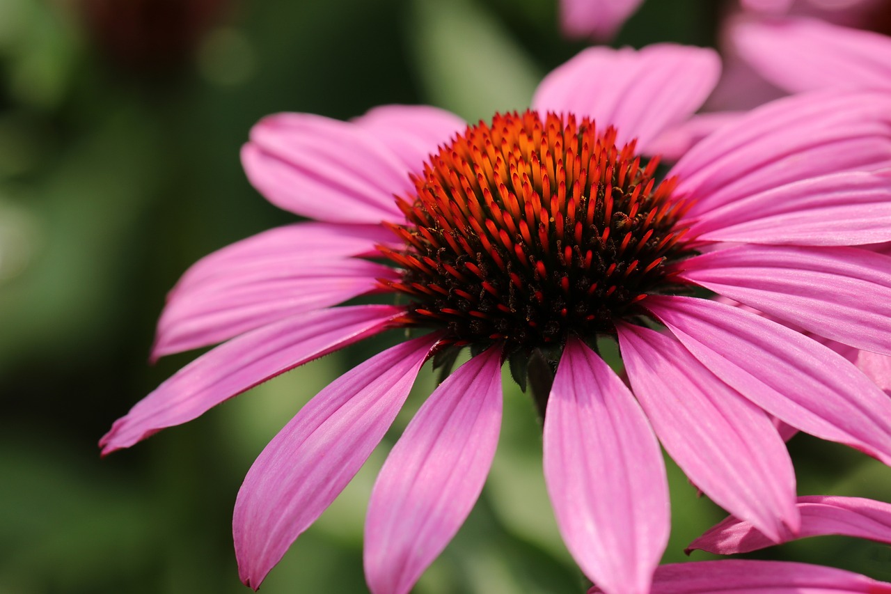 Harvesting Echinacea