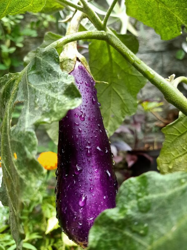 eggplant, plant, dew, dewdrops, droplets, wet, vegetable, food, edible, organic, natural, nature, eggplant, eggplant, eggplant, eggplant, eggplant