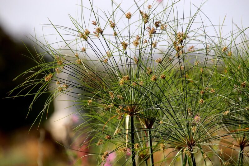 papyrus, plant, flowers, leaves, paper reed, aquatic plant, flower background, garden, nature, closeup, papyrus, papyrus, papyrus, flower wallpaper, beautiful flowers, papyrus, papyrus