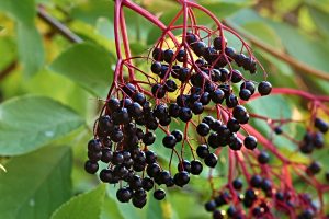 Harvesting Elderberries