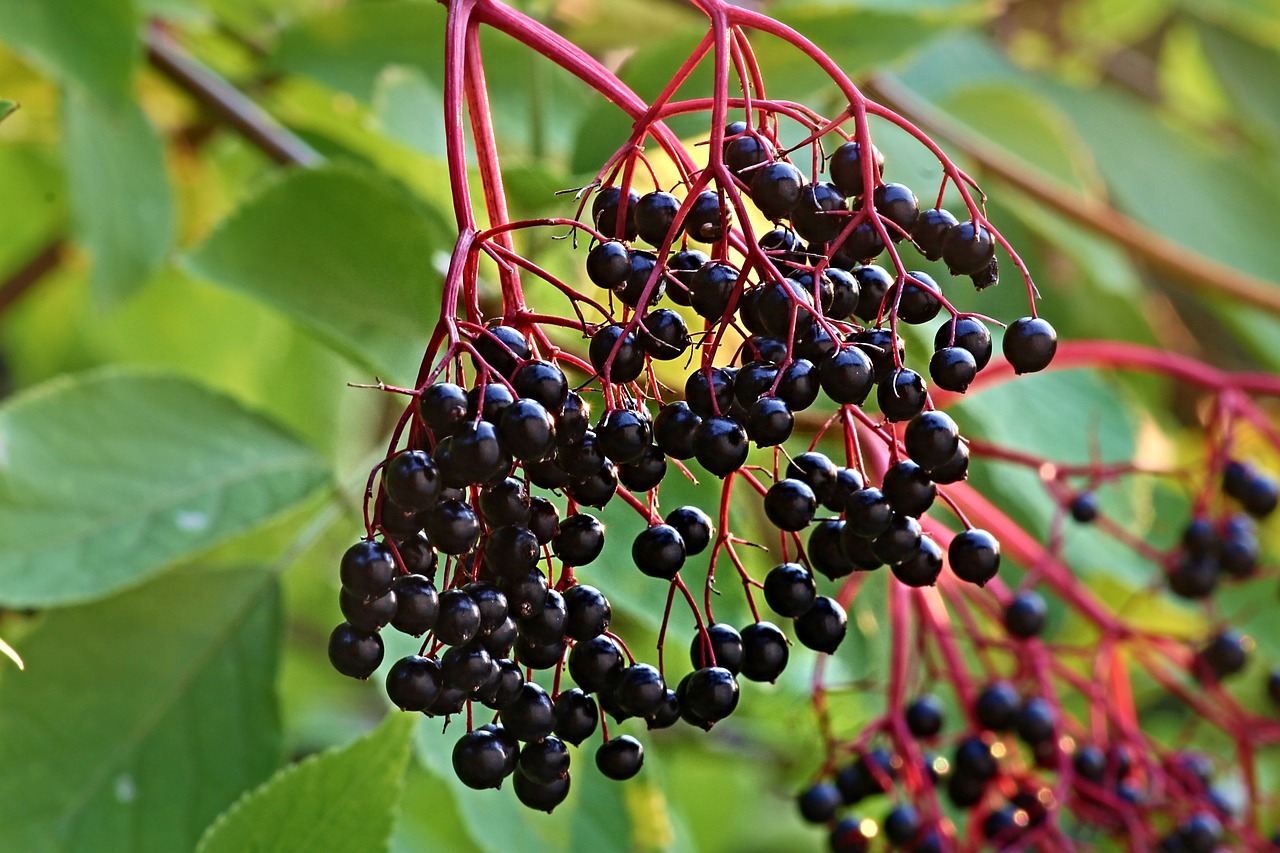 Elderberries elder, sambucus, tire