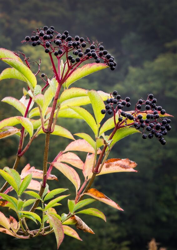 elderberries, berries, elderberry, berry, fruit, nature, plant, healthy, medicine, natural, seasonal, food, wild, autumn, antioxidant, ripe, botanical, leaf, juicy, raw, fall, round