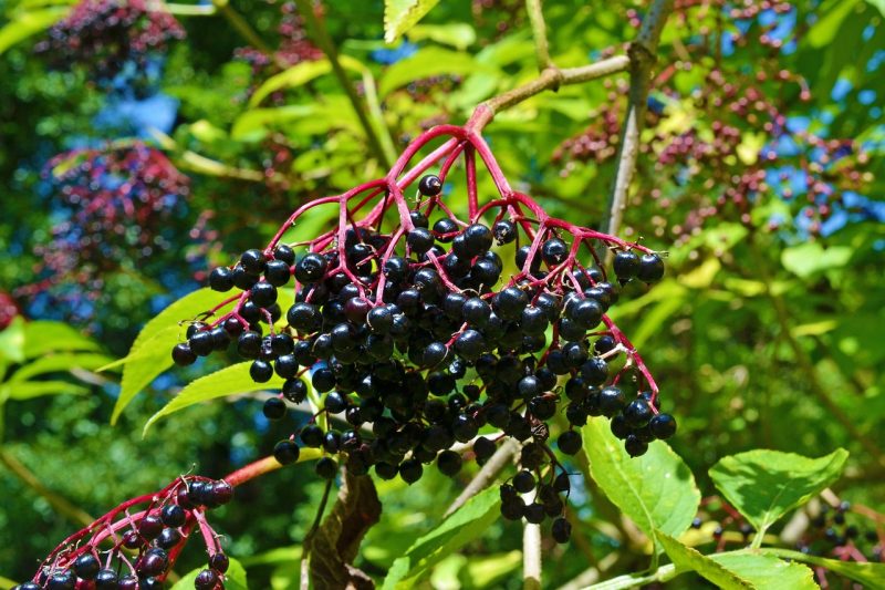 elder, elderberries, sambucus nigra