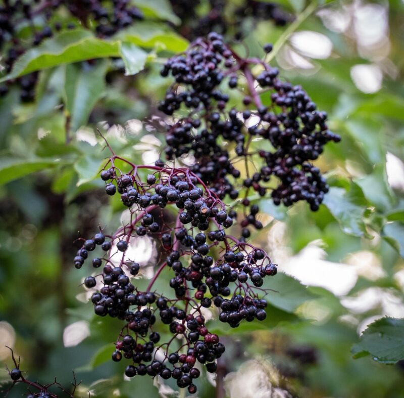 elder, elderberries, nature, elderberry shrub, berry, holder bush, fruit, vitamins, holler, shrub, holder, remedies, plant, late summer, healthy, garden, black, scrub, medicinal plant