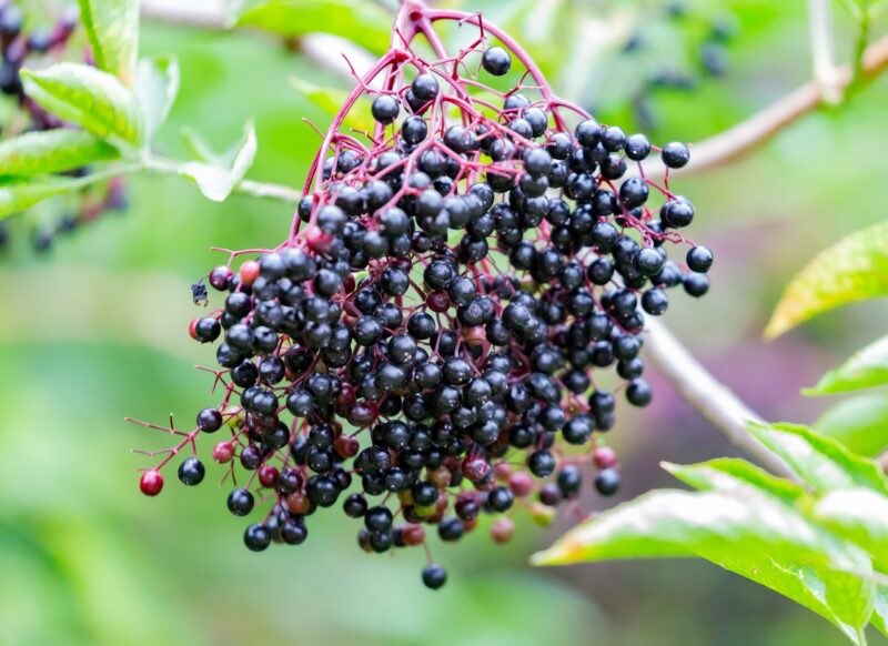 elderberry, black berry, tree, branch, fruit, elder, nature, holder, vitamins