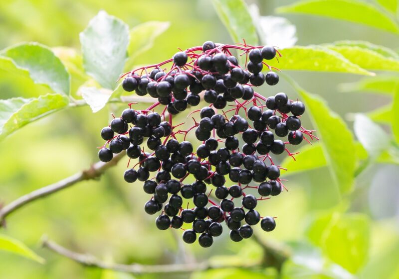 elderberry, black berry, elder, vitamins, fruit, sambucus nigra, kernobstgewaechs, elderberry, elderberry, elderberry, elderberry, elderberry