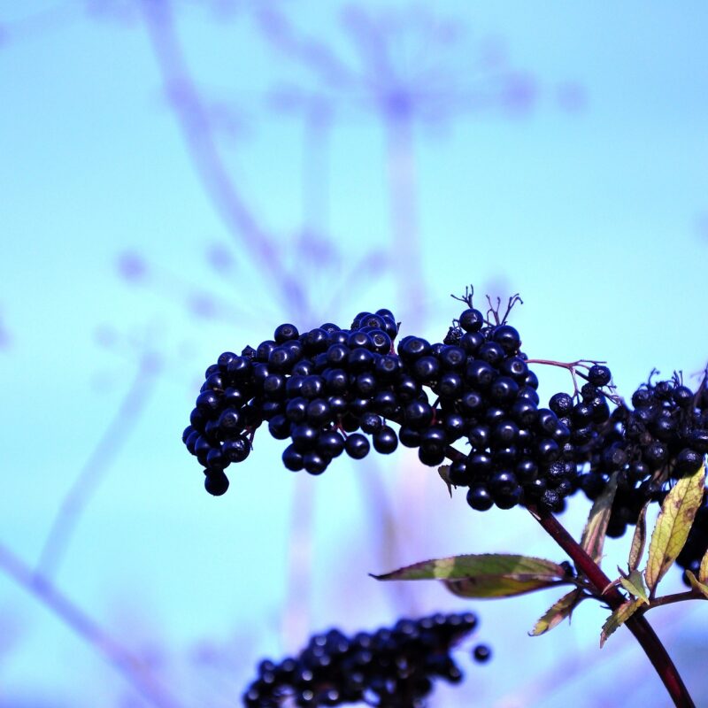 elderberry, autumn, plants, nature, bush, sky, elderberry, elderberry, elderberry, elderberry, elderberry