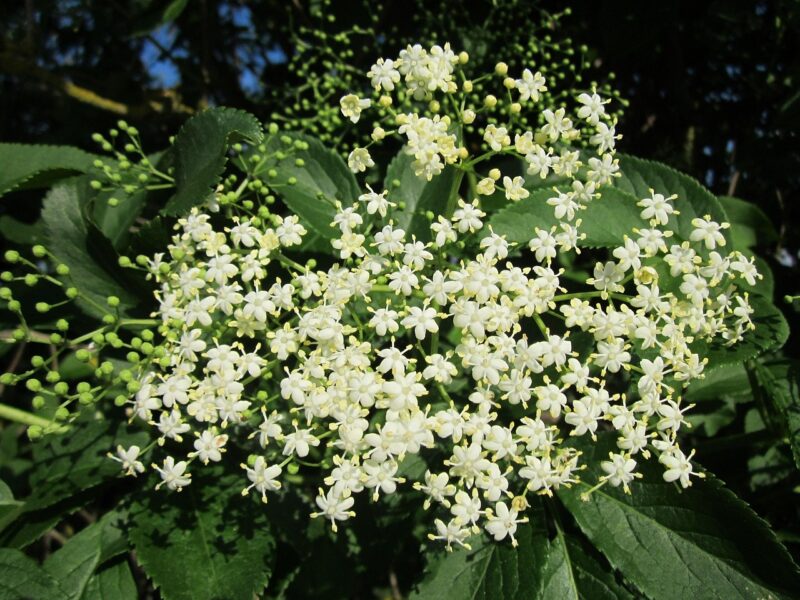 sambucus nigra, elder, elderberry, black elder, european elder, nature, european elderberry, european black elderberry, tree, shrub, flora, plant, botany, inflorescence, species, elderberry, elderberry, elderberry, elderberry, elderberry