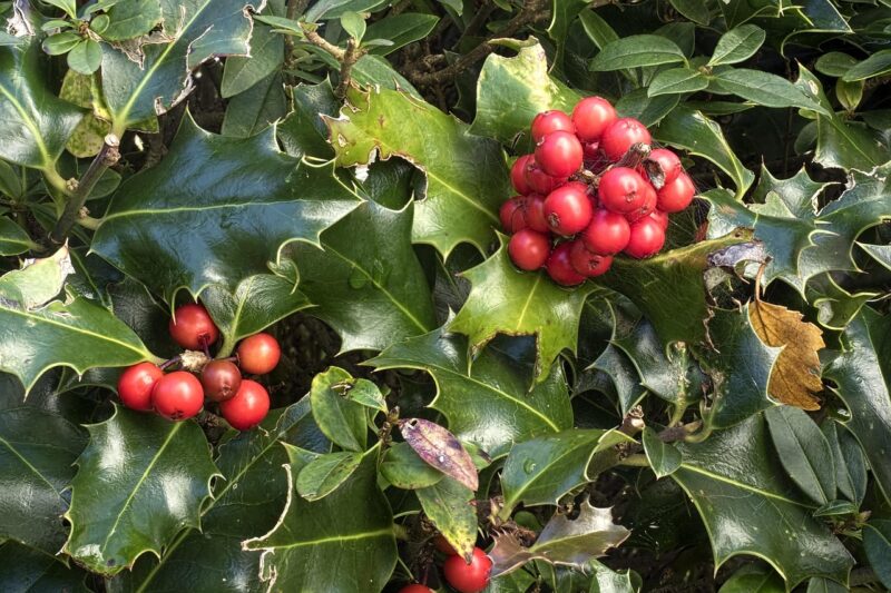 holly, ilex aquifolium, ordinary holly, common holly, aquifoliaceae, plant, green, red berries, spur, nature, ilex aquifolium, ilex aquifolium, ilex aquifolium, ilex aquifolium, ilex aquifolium