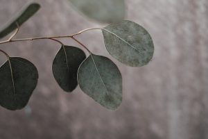 Propagating Eucalyptus