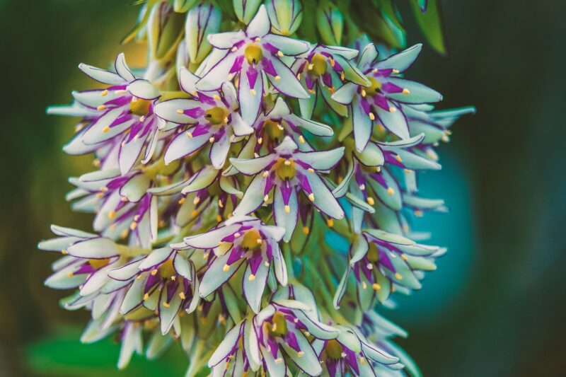 lily, autumnalis, pineapple lily