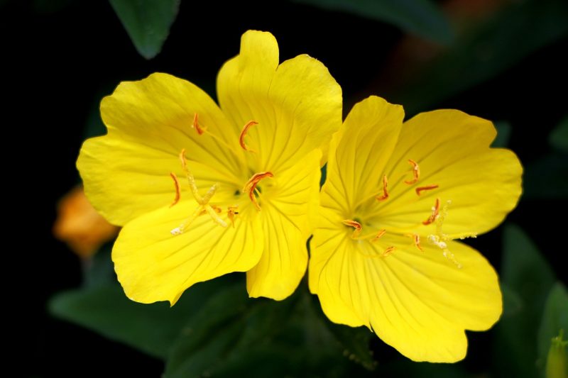 evening primrose, beautiful flowers, plant