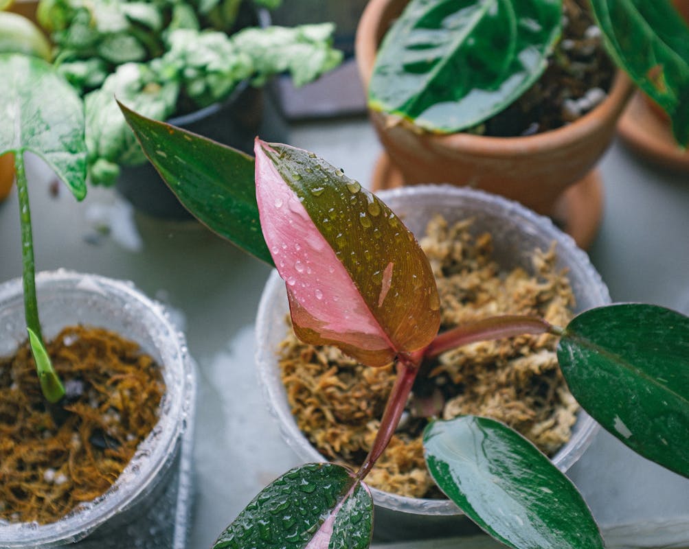 Propagating Philodendron