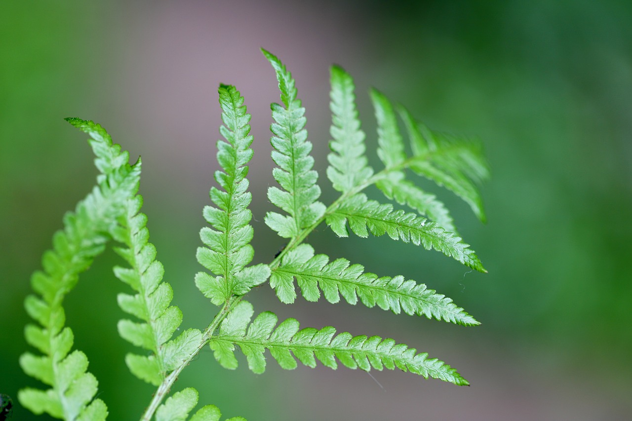 Propagating Ferns