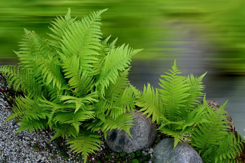 plant, fern, nature