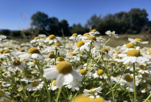 Harvesting Feverfew