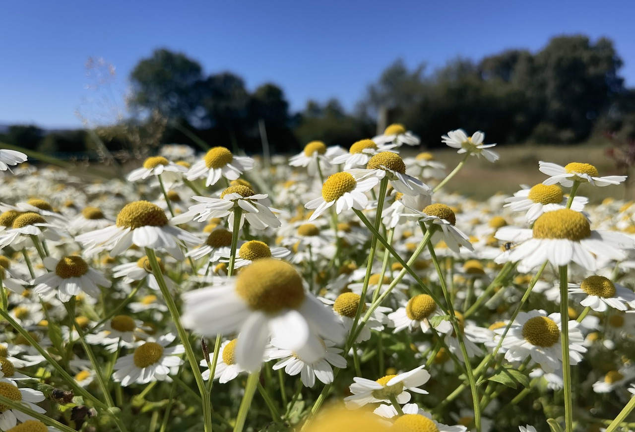 Feverfew