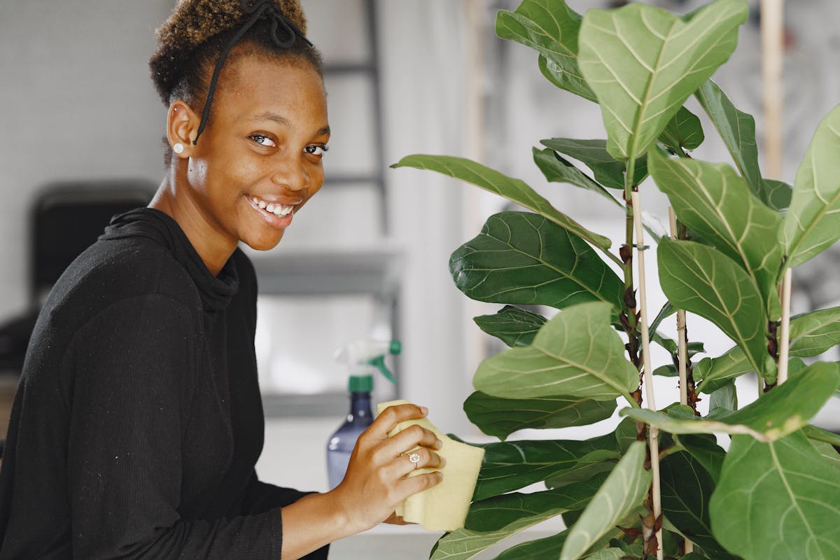 Propagating Fiddle Leaf Fig