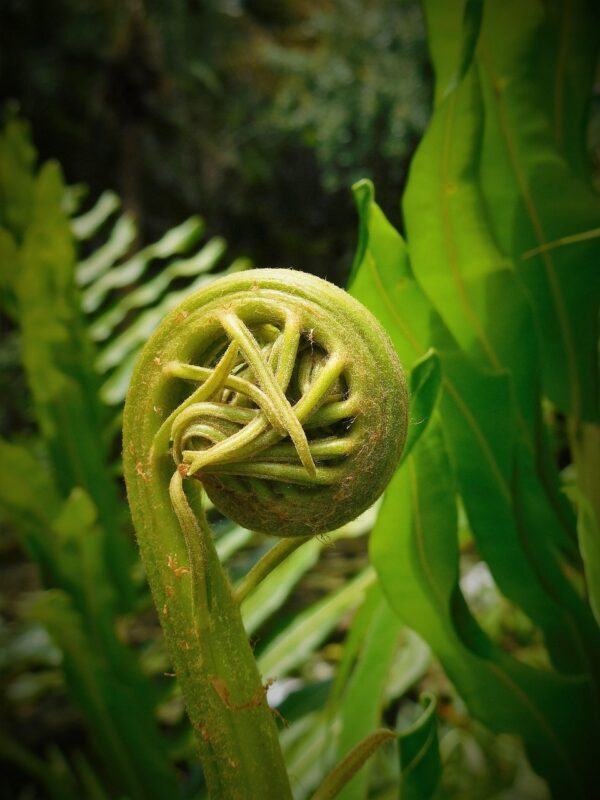 fern, fiddlehead, plant, green, natural, fern, fern, fern, fiddlehead, nature, fiddlehead, fiddlehead, fiddlehead, fiddlehead