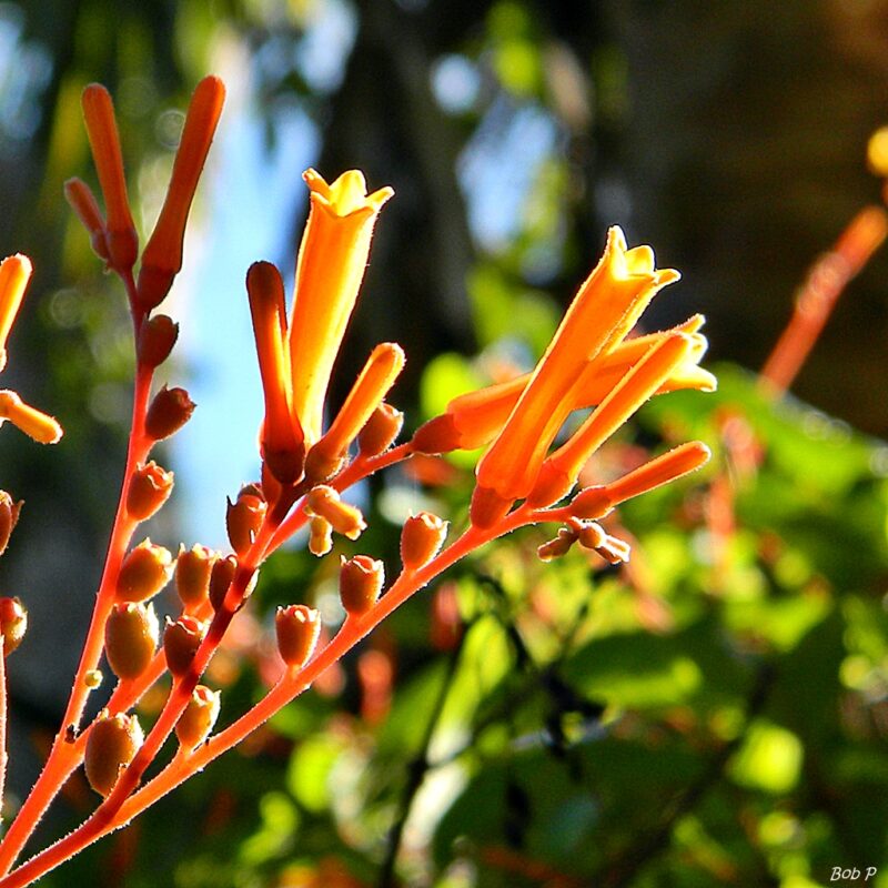 Firebush (Hamelia patens)