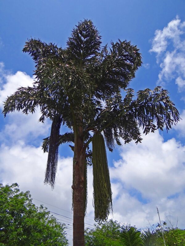 fishtail palm, western ghats, india, sky, tree, organic, agriculture, outdoors, environment, trunk, leaves, branches, nature, fishtail palm, fishtail palm, fishtail palm, fishtail palm, fishtail palm