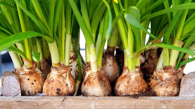 flower bulb, daffodils, plant