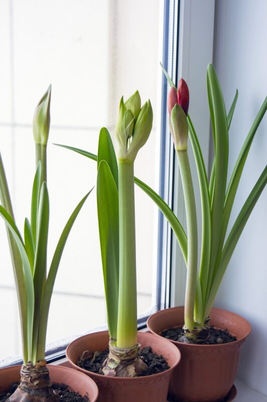 amaryllis, hippeastrum, flowers on window