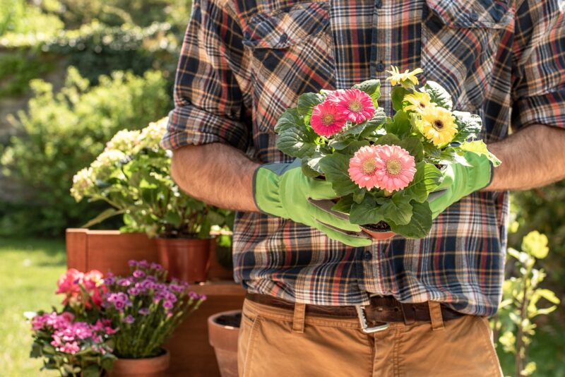 gardener, gardening, flower, gerbera, spring, garden, green, nature, work, flower background, plant, seedling, men's, yard, beautiful flowers, hand, flower pot, planting, summer, seedling, seedling, yard, yard, yard, yard, yard, flower pot, flower pot, flower wallpaper, flower pot, flower pot