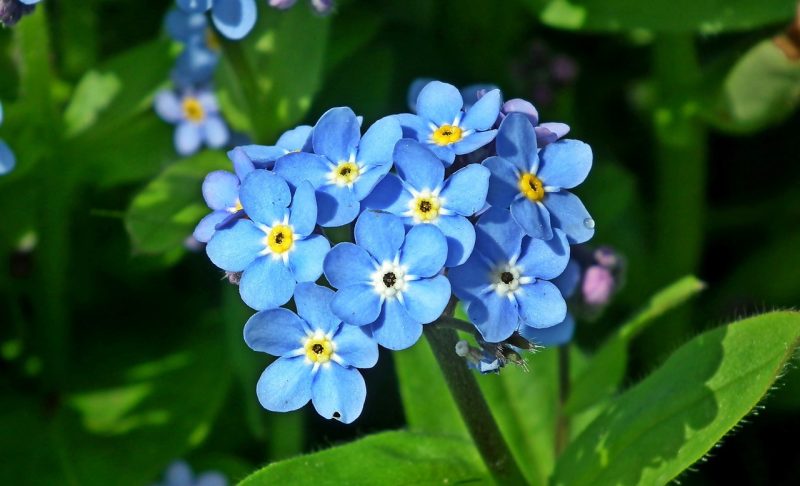 forget-me-nots, beautiful flowers, flowers