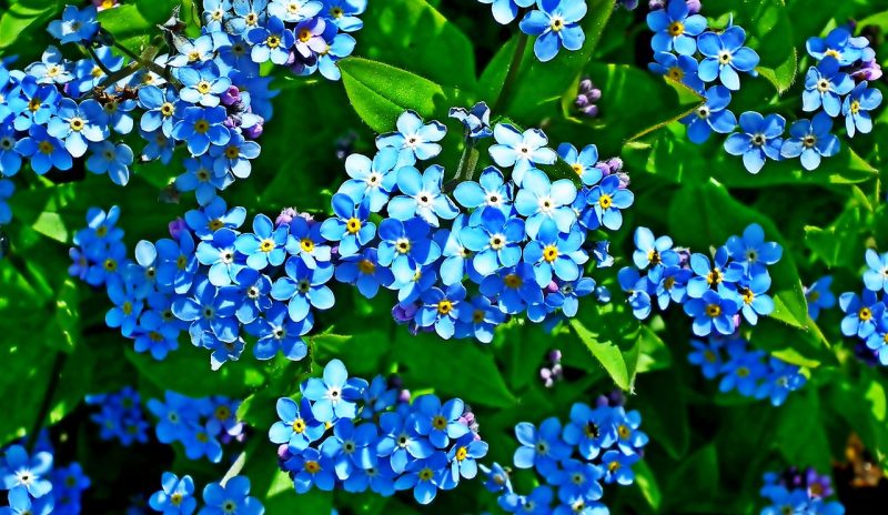 forget-me-nots, flowers, beautiful flowers